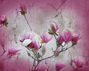 Magnolia Blossoms With Tinted Edge Photograph by Andee Design