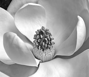 Magnolia BW Photograph by Jemmy Archer