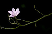 Magnolia Campbellii Darjeeling Flower Photograph by Tim Gainey