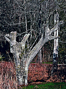 Magnolia Plantation Swamp Photograph by Bill Barber