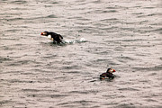 Maine Puffins in the Rain Photograph by Lars Lentz Maine Puffins in the Rain Photograph by Lars Lentz