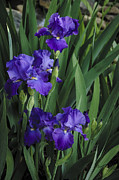 Majestic Irises Photograph by Penny Lisowski