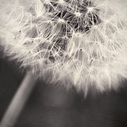 make a wish III Photograph by Priska Wettstein make a wish III Photograph by Priska Wettstein