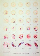 Malaria Parasite Life Cycle Photograph by Science Photo Library
