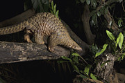Malayan Pangolin Cuc Phuong Np Vietnam Photograph by Suzi Eszterhas