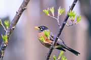 Male American Robin Photograph by Science Photo Library