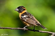 Male Black Headed Grosbeak in a Tree Photograph by Jeff Goulden