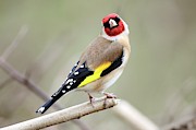Male European Goldfinch On A Branch Photograph by Science Photo Library