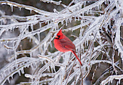 Male Northern Cardinal Photograph by G Ronald Austing Male Northern Cardinal Photograph by G Ronald Austing