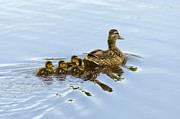 Mallard and Chicks  Photograph by Flees Photos