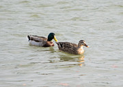Mallards on the River Photograph by Holden The Moment Mallards on the River Photograph by Holden The Moment