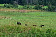 Mama Bear and 4 Cubs Photograph by Mary Lee Dereske