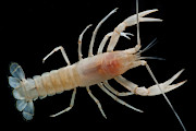 Mammoth Cave Crayfish Photograph by Dante Fenolio Mammoth Cave Crayfish Photograph by Dante Fenolio