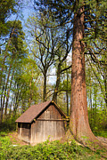 Mammoth tree sequoia and little hut in the forest Photograph by Matthias Hauser