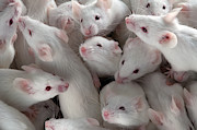 Many Lab Mice Photograph by Stuart Wilson Many Lab Mice Photograph by Stuart Wilson