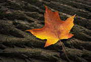 Maple Leaf Photograph by Scott Norris