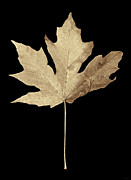 Maple Leaf Sepia Photograph by Jennie Marie Schell