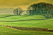 Marching Trees Photograph by Mark Egerton