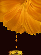 Marigold Factory Photograph by Deborah Smith