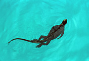 Marine Iguana (amblyrhynchus Cristatus) Swimming Photograph by Science Photo Library