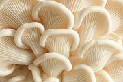 Marvelling the Mushroom - II Photograph by Marilyn Cornwell