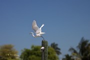 Mary's Egret Photograph by R B Harper