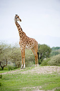 Masai Giraffe Giraffa Camelopardalis Photograph by Panoramic Images