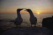 Masked Booby Couple Courting Galapagos Photograph by Konrad Wothe Masked Booby Couple Courting Galapagos Photograph by Konrad Wothe