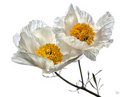 Matilija Poppies Photograph by Endre Balogh Matilija Poppies Photograph by Endre Balogh