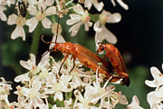 Mating Soldier Beetles Photograph by Science Photo Library