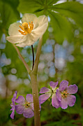 May Apples and Wild Geraniums Photograph by Robert Charity May Apples and Wild Geraniums Photograph by Robert Charity