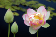 Meditation Photograph by James Knight