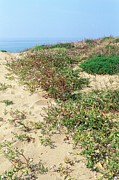 Mediterranean Sea Rocket Photograph by Science Photo Library