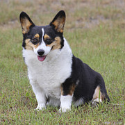 Meet Trixie Photograph by Mike McGlothlen