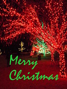 Merry Christmas Photograph by Darren Robinson