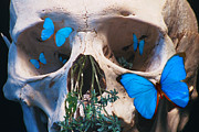 Meta-morpho-sis Digital Art by Lisa Yount