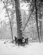 Michigan Lumberjacks Photograph by Granger Michigan Lumberjacks Photograph by Granger