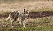 Middle Gray Photograph by Kevin Dietrich