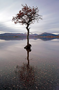 Milarrochy Bay Tree Photograph by Grant Glendinning Milarrochy Bay Tree Photograph by Grant Glendinning