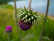 Milk Thistle Photograph by Jorge Perez