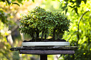 Miniature Green Forest Bonsai Photograph by Beverly Claire Kaiya