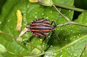 Minstrel Bug Photograph by Science Photo Library