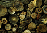 Miocene Fossil Vertebrae Collection Photograph by Rebecca Sherman