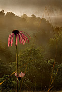 Mist on the Glade Photograph by Robert Charity