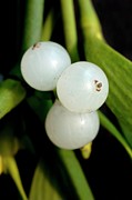 Mistletoe Berries (viscum Album) Photograph by Science Photo Library