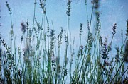 Misty Blue Photograph by Kim Fearheiley