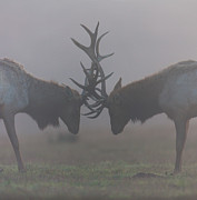 Misty Encounter Photograph by Kevin Dietrich