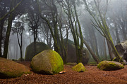 Misty Photograph by Jorge Maia
