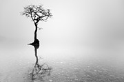 Misty Tree Photograph by Grant Glendinning Misty Tree Photograph by Grant Glendinning