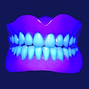 Model Teeth In Uv Light Photograph by Science Photo Library
